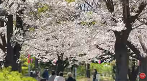 ULTIMATE TOKYO: Asakusa’s Sakura Symphony – A Timeless Spring Spectacle