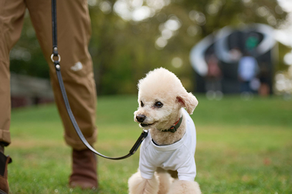 ワンちゃんルーム